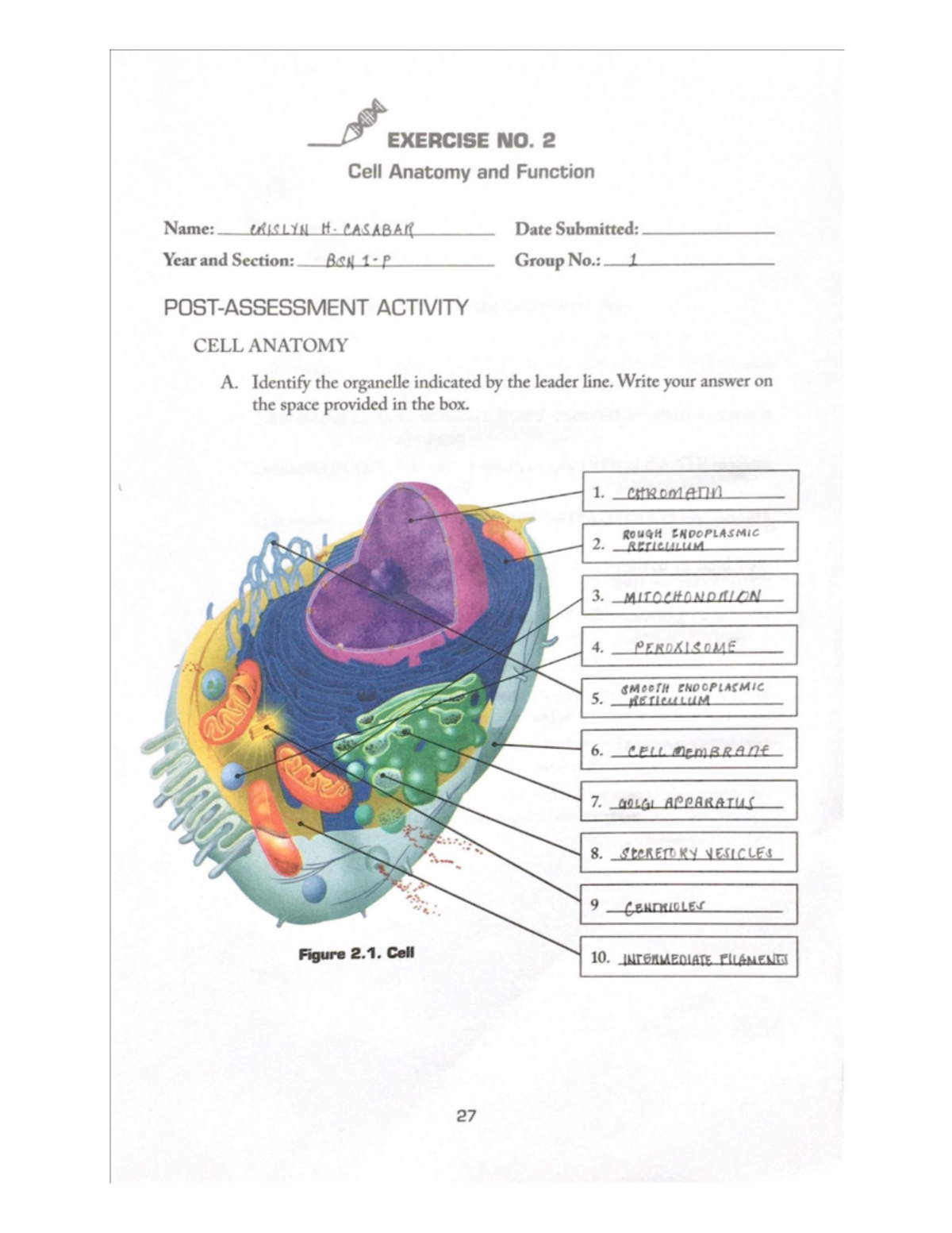 Casabar, Crislyn Exercise 2,3 - Nucleus Ribosomes Endoplasmic Reticulum ...