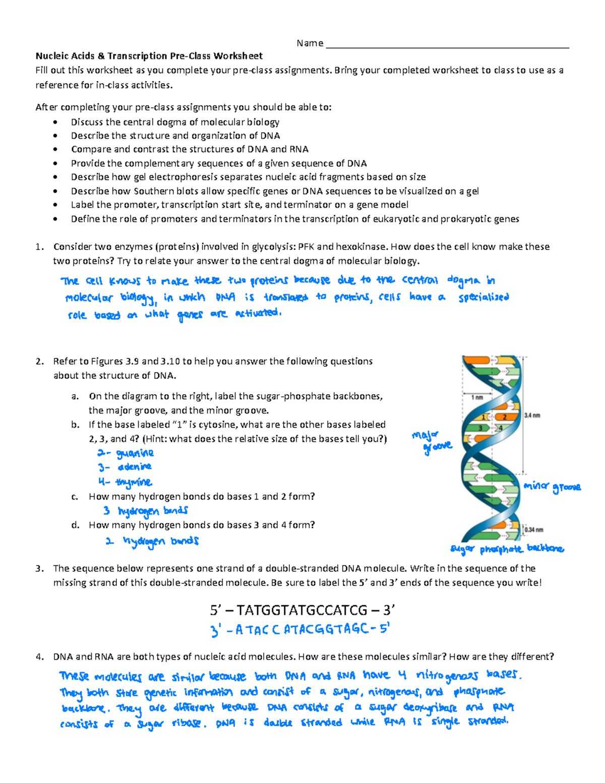 Week+5a+Nucleic+Acids+and+Transcription+Reading+Guide Name Studocu