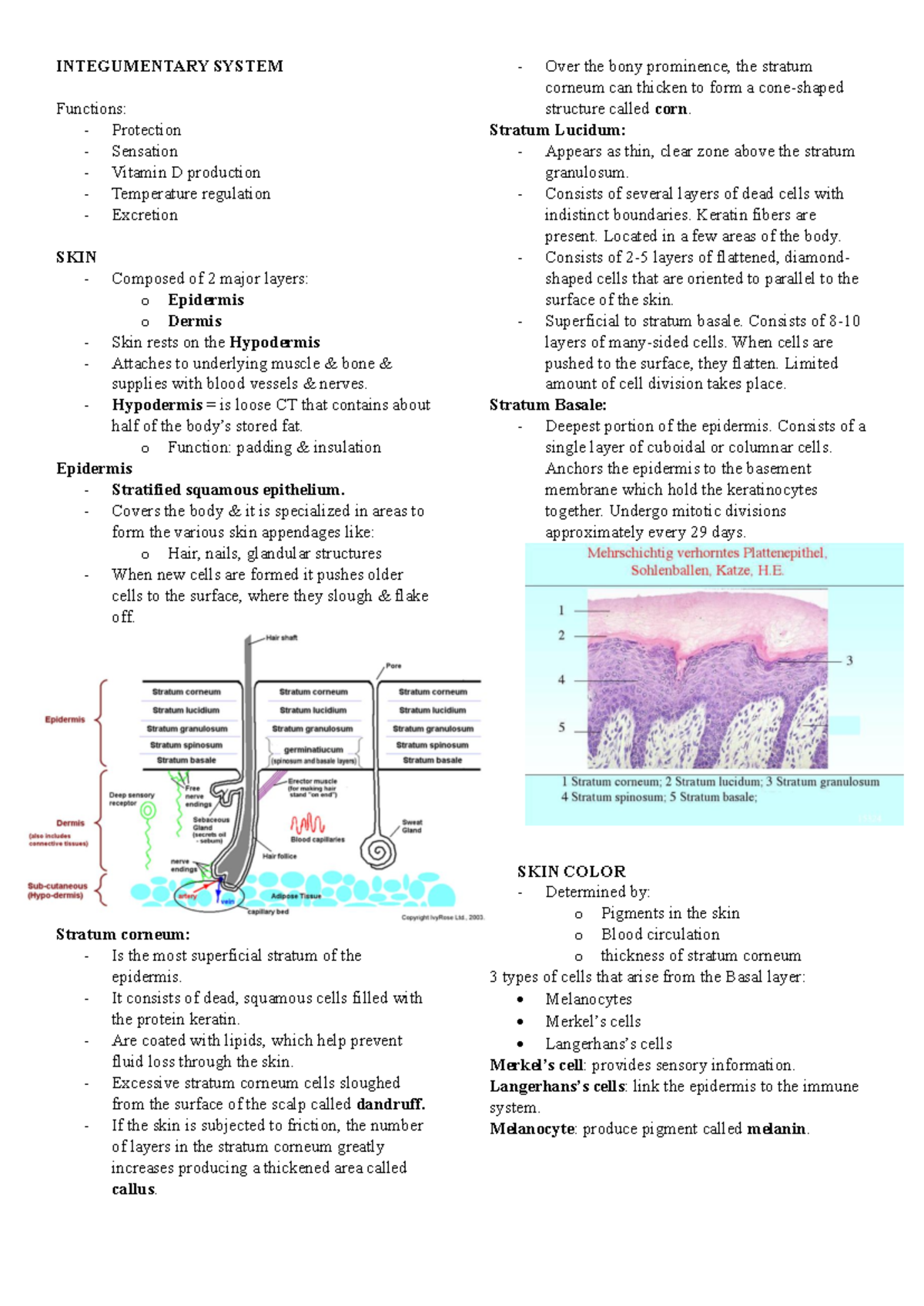 Integumentary System - anaphy - INTEGUMENTARY SYSTEM Functions ...