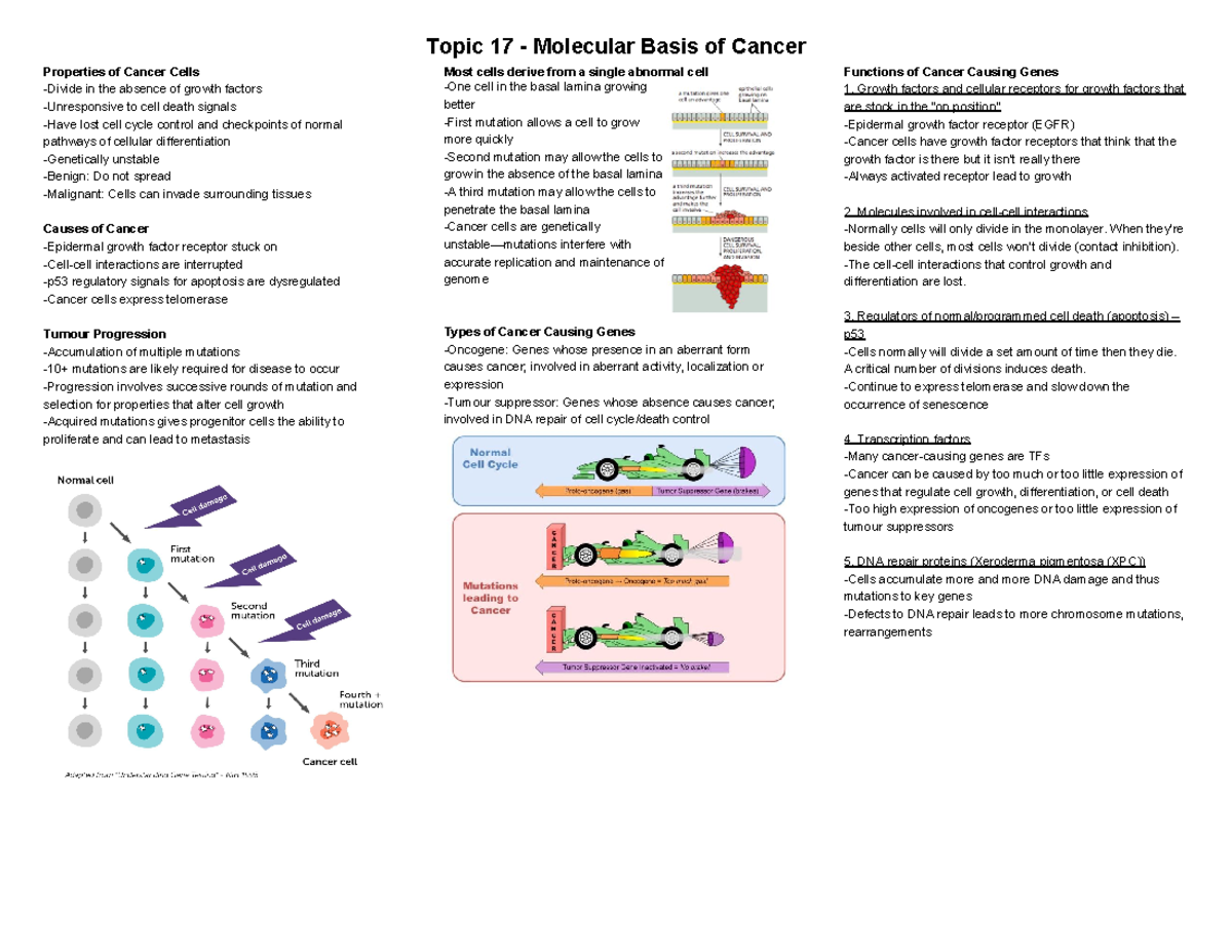 Biochem Cheat Sheet 17 - Topic 17 - Molecular Basis of Cancer ...