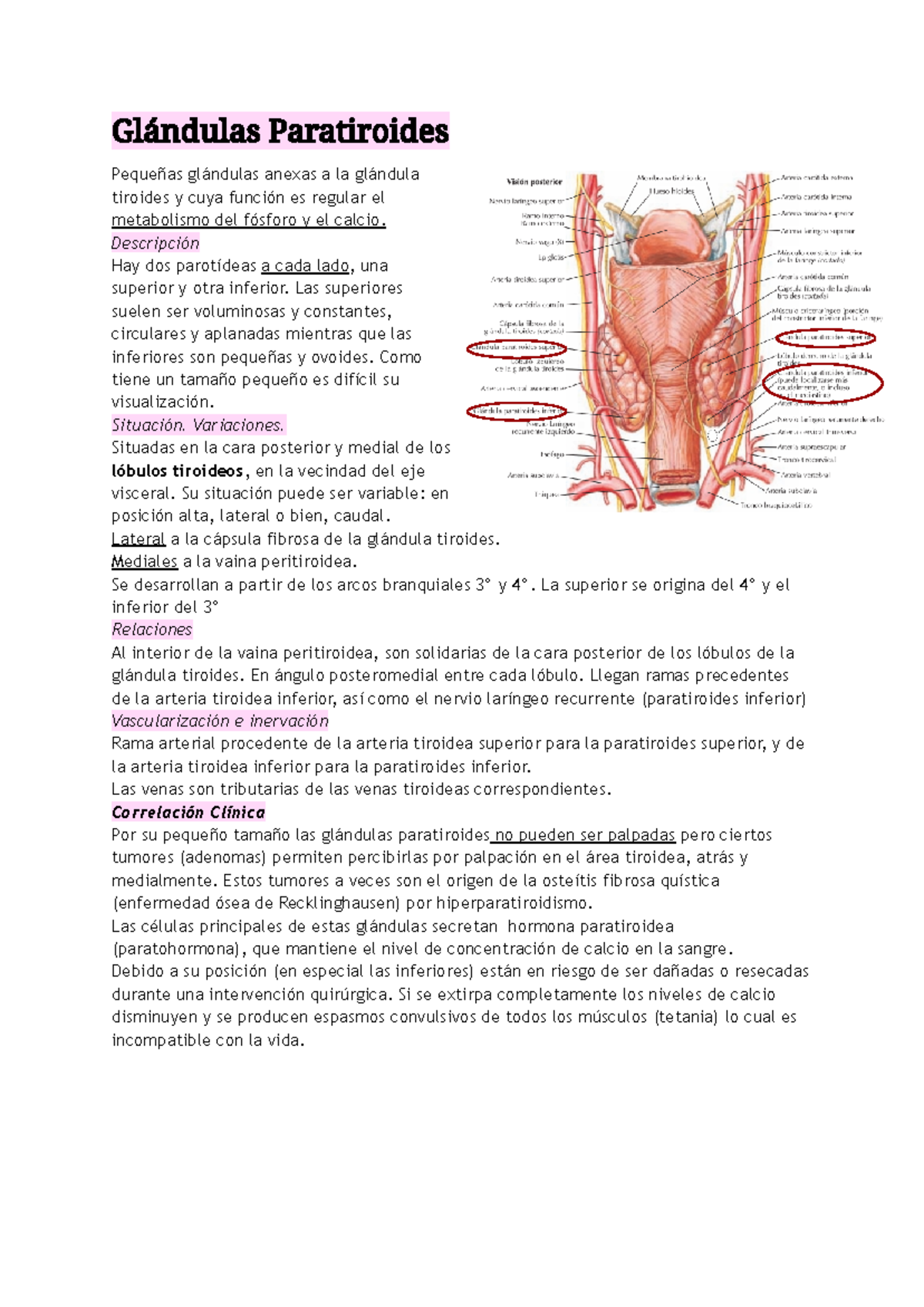 Glándulas Paratiroides - Glándulas Paratiroides Pequeñas glándulas ...