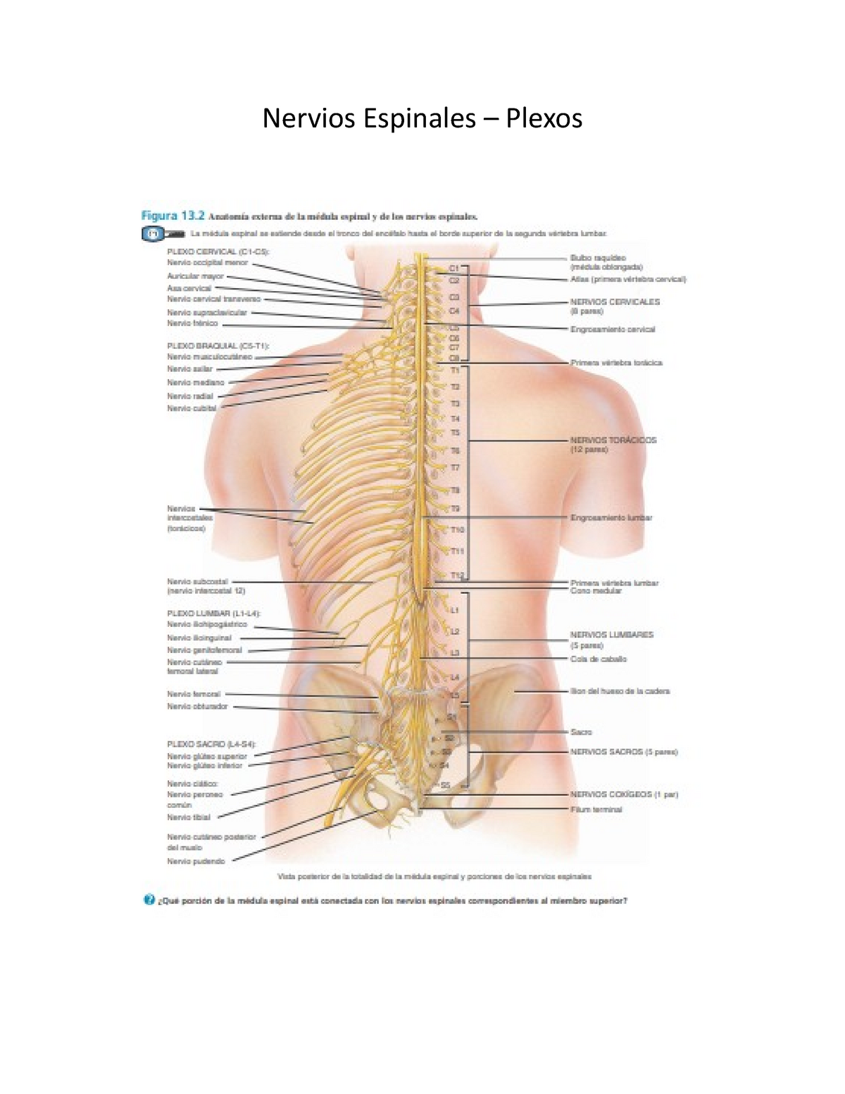 plexo de los nervios espinales
