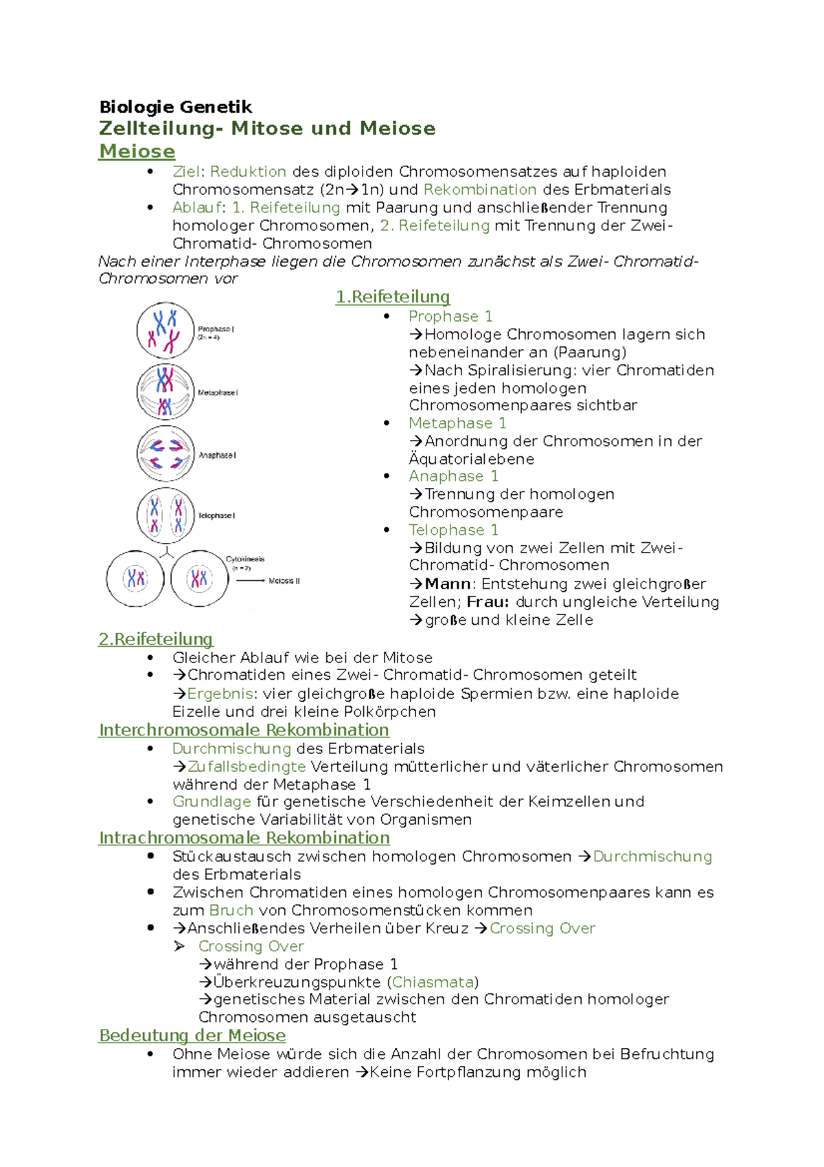 Biologie Meiose - Biologie Genetik Zellteilung- Mitose Und Meiose ...