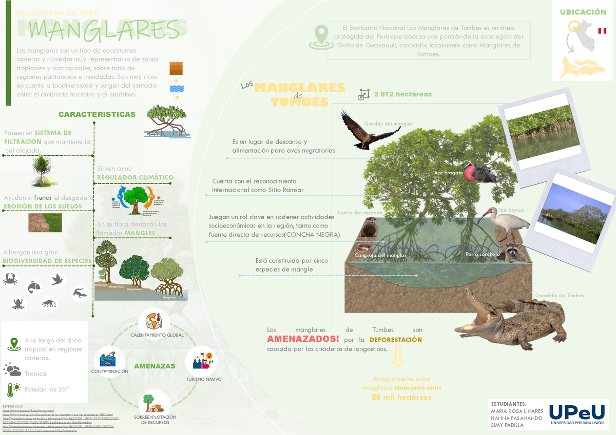 Infografía - Manglares De Tumbes - Los Manglares Son Un Tipo De ...