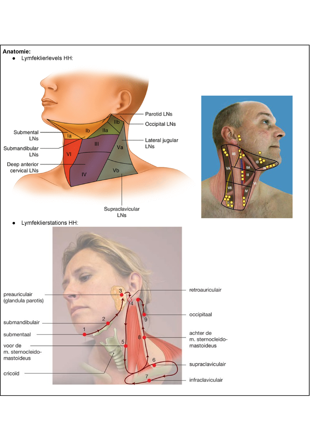 Samenvatting Hoofd Hals Tumoren Anatomie Lymfeklierlevels Hh