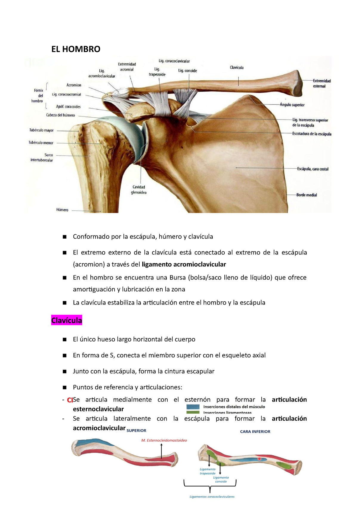 EL Hombro - EL HOMBRO Conformado por la escápula, húmero y clavícula El ...