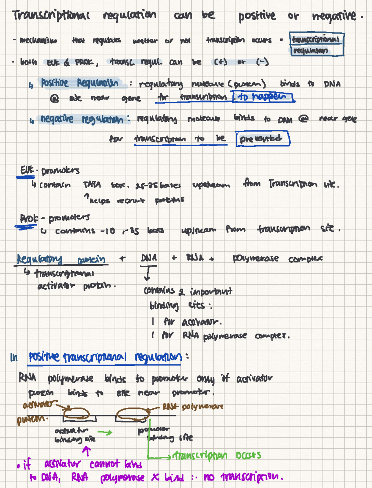 Week 10 gene regulation textbook notes Transcriptional regulation can be positive or