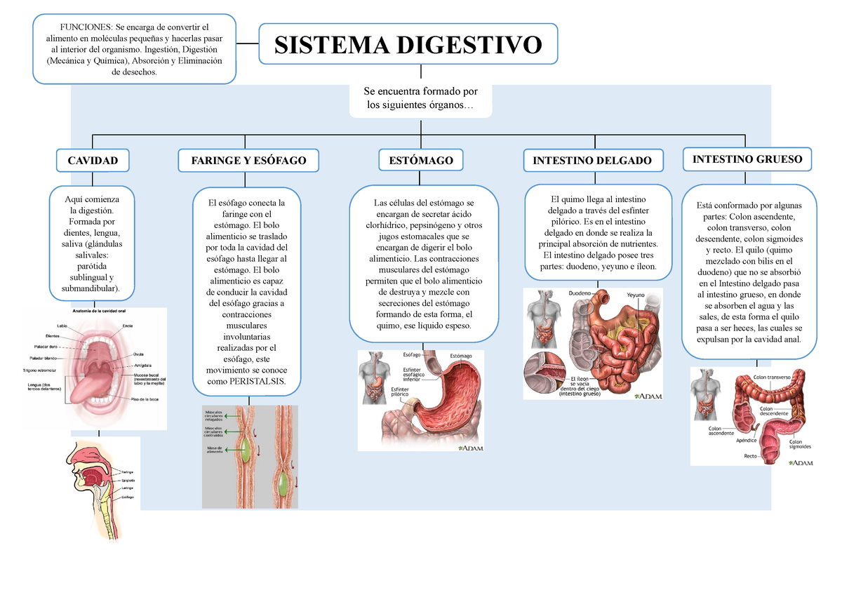 Mapa Conceptual Del Sistema Digestivo Faringe Y EsÓfago EstÓmago