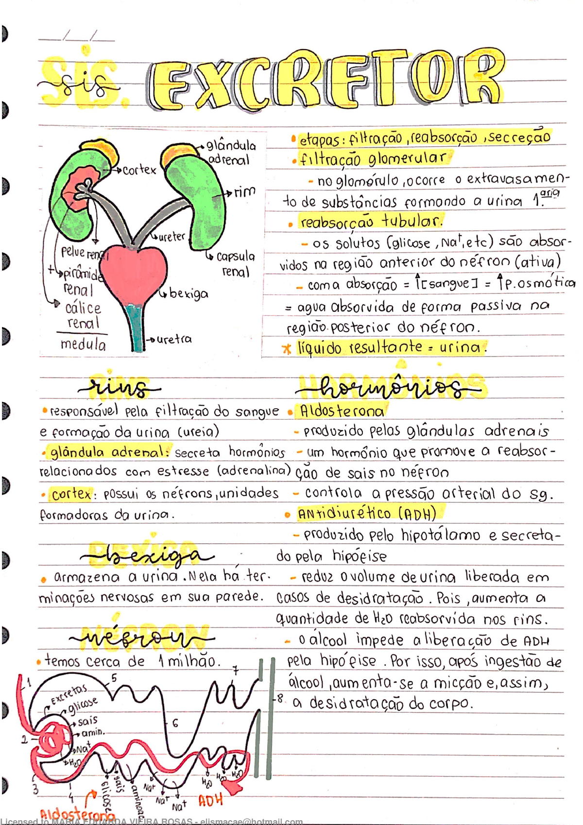 Sistema Excretor Resumo Sobre Sistema Excretor Bioquimica