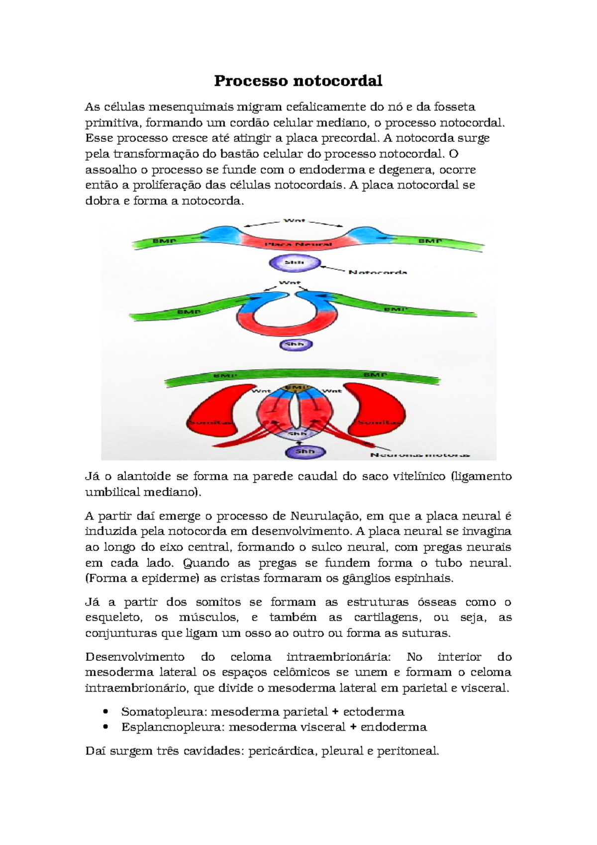 Processo Notocordal Anotacoes De Aula Todas Studocu