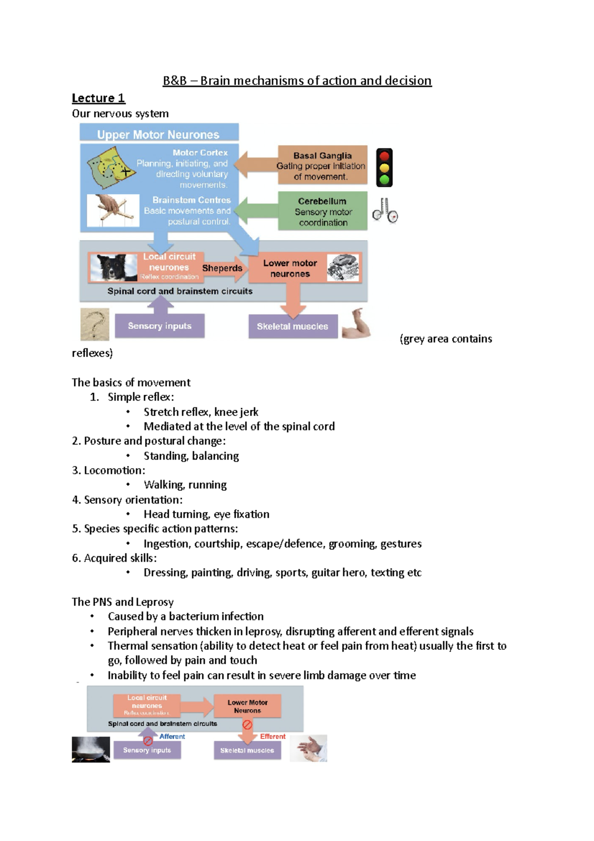 B&B – Brain Mechanisms Of Action And Decision - B&B – Brain Mechanisms ...