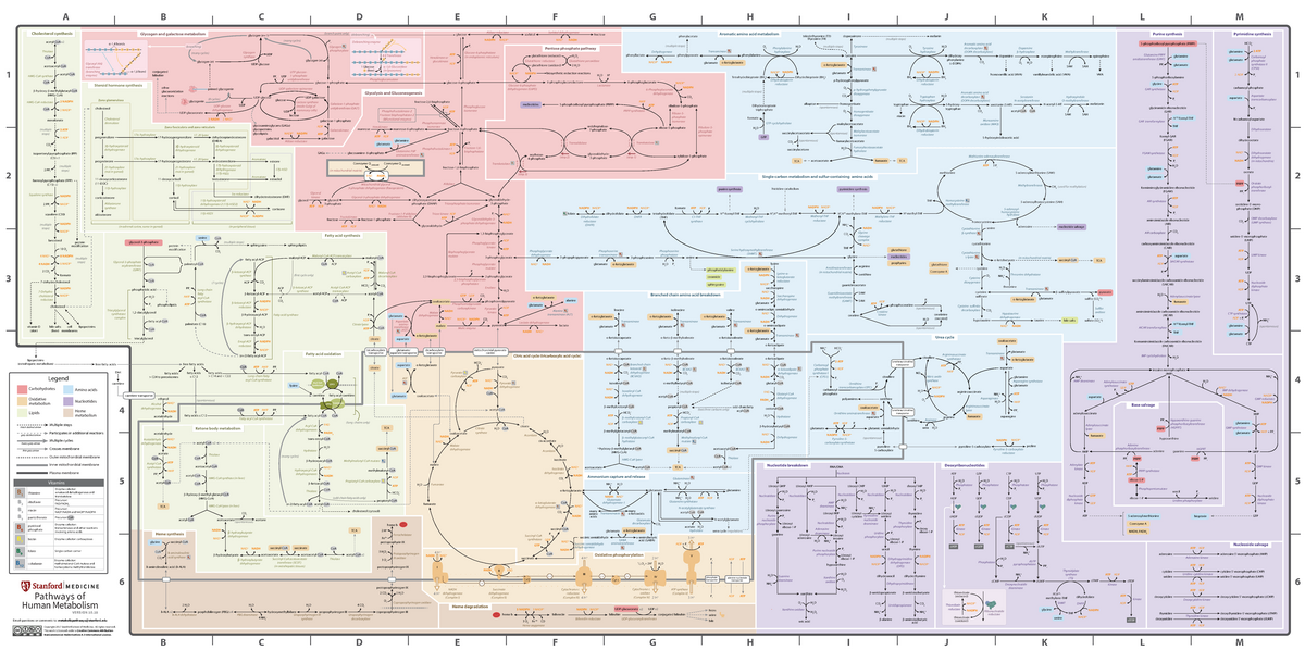 Full Subway Map 221 - Metabolic Pathways - Base salvage Nucleoside ...