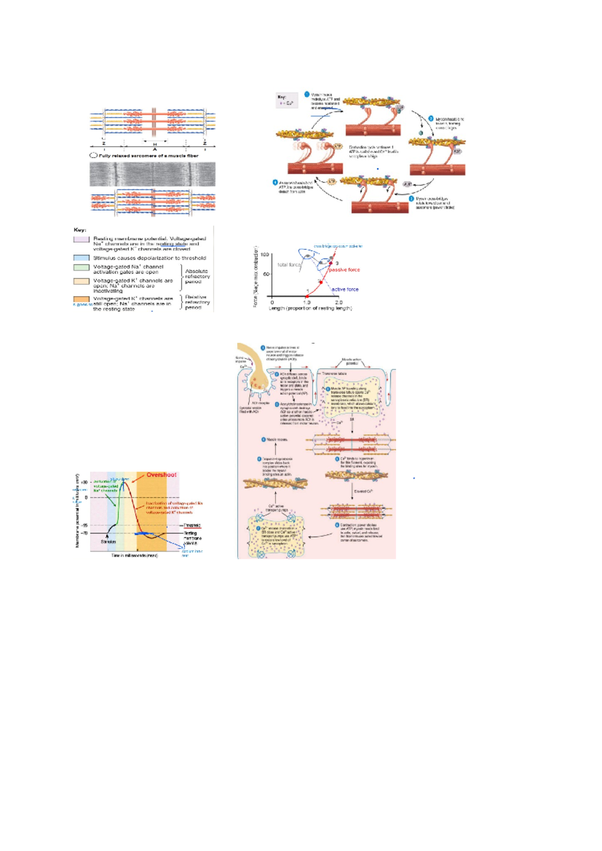 Bio cheat sheet exam - biosci digrams - 1 Key: Myosin heads hydrolyze ...