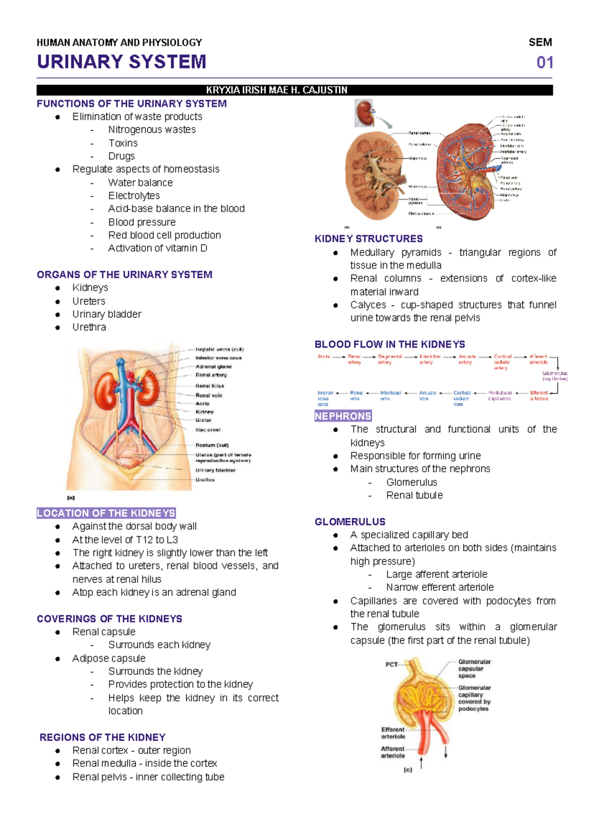 Urinary System - HUMAN ANATOMY AND PHYSIOLOGY SEM URINARY SYSTEM 01 ...