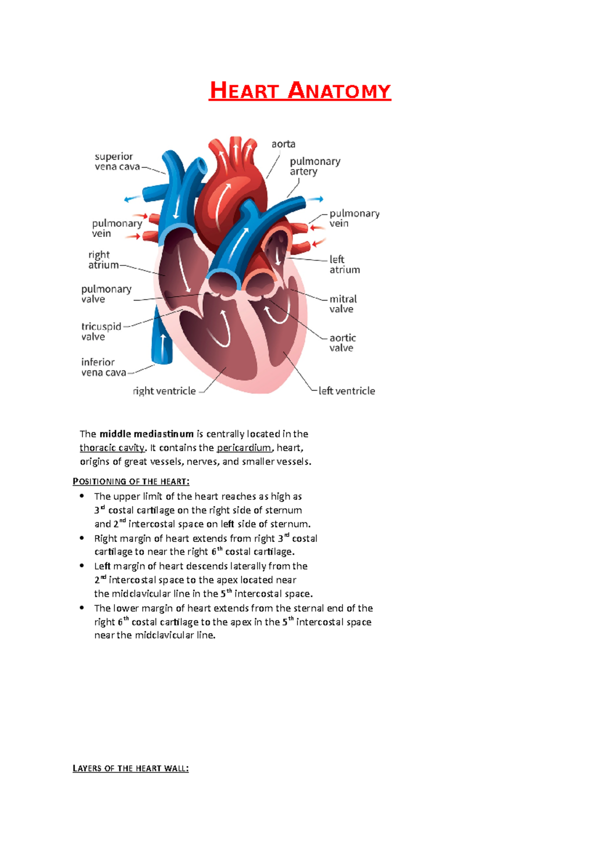 Heart anatomy - HEART ANATOMY The middle mediastinum is centrally ...