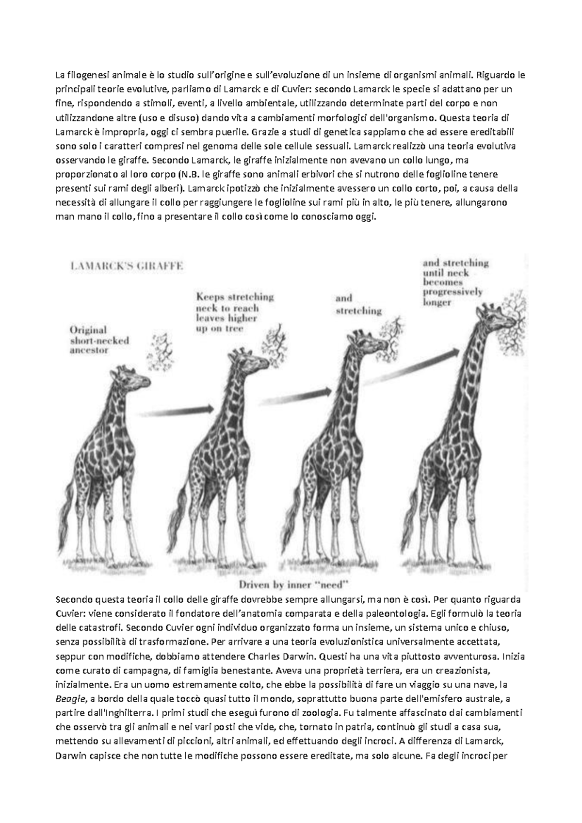 Filogenesi Sbobbine Edited - La Filogenesi Animale è Lo Studio Sull ...