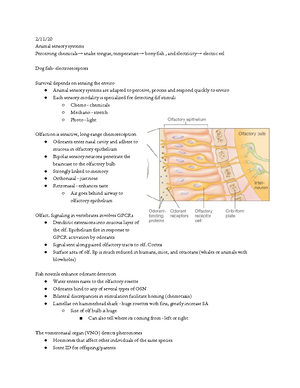 PNB 2250 - sensory systems notes - Consider Mammals are very visual ...