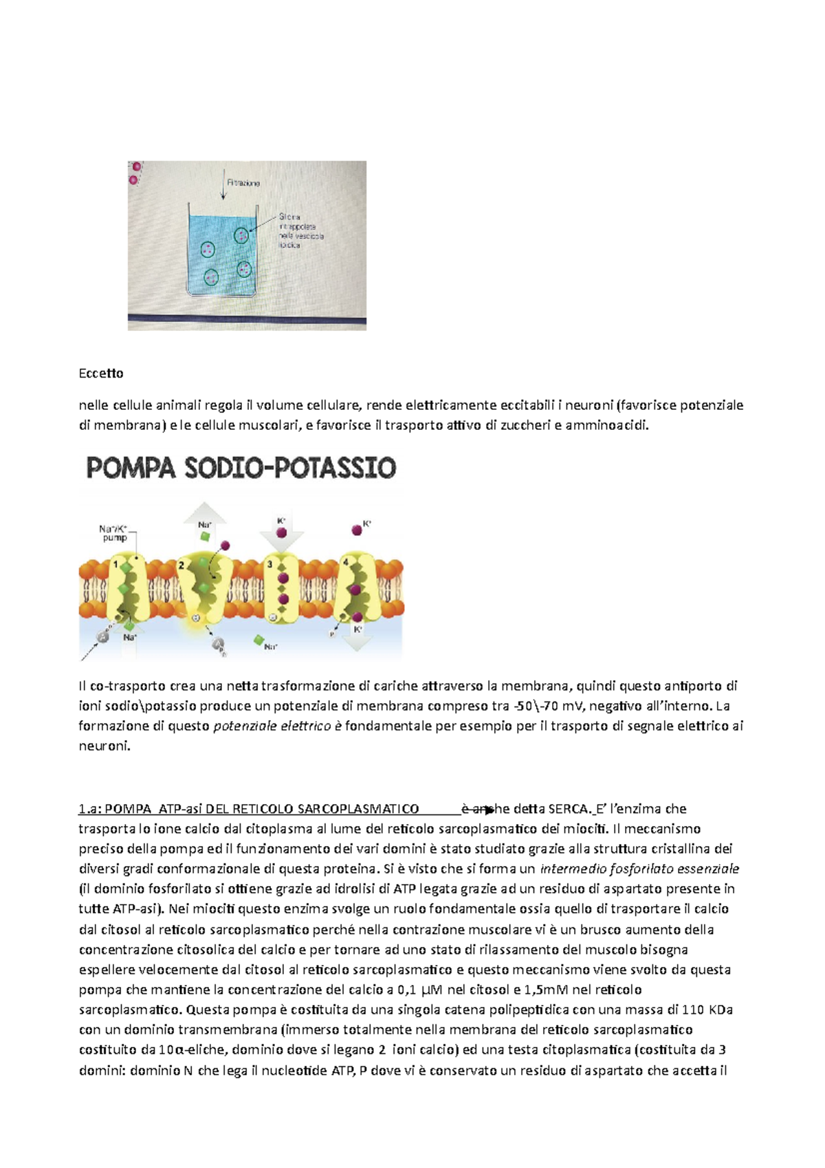 Pompa sodio potassio Eccetto nelle cellule
