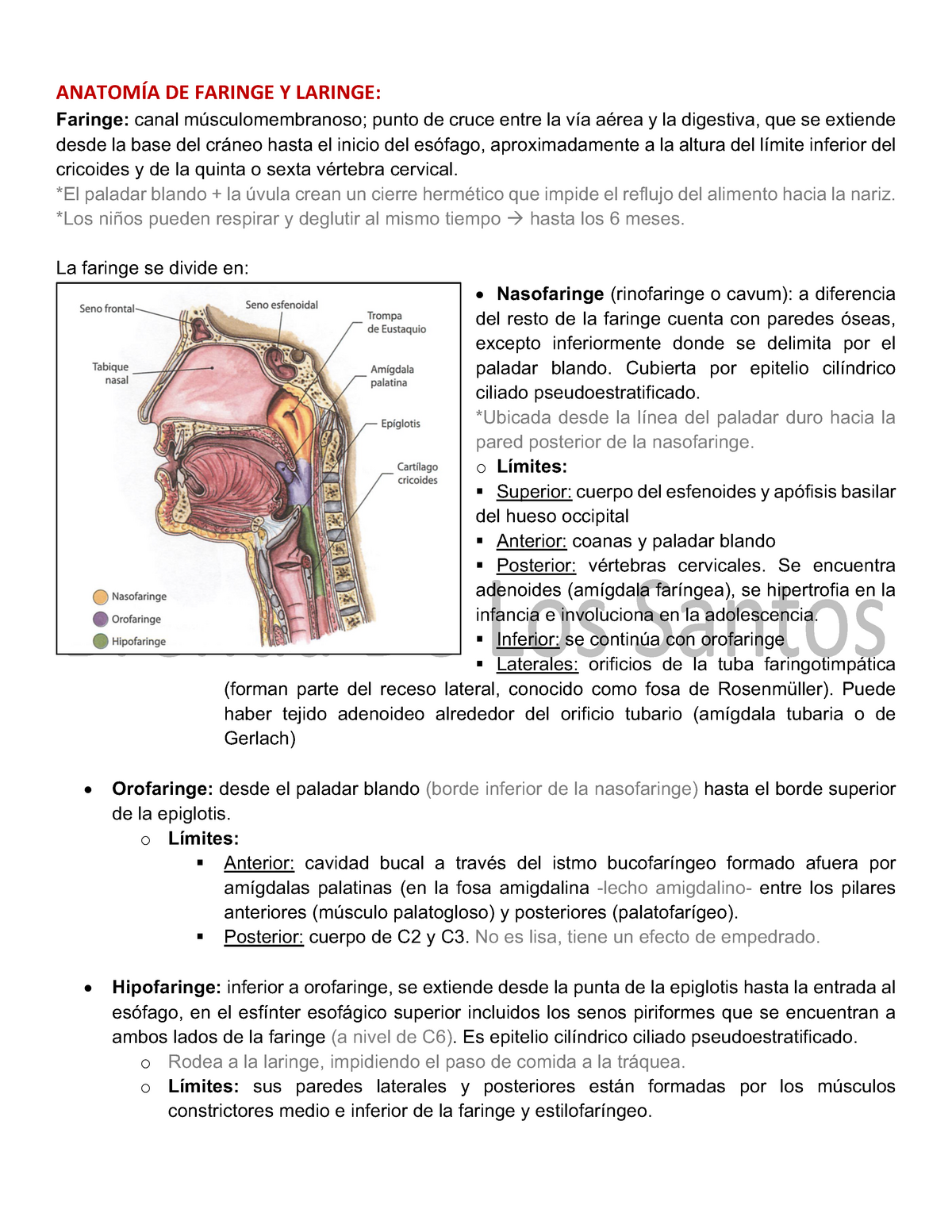 Faringe Anatomia Anatomía Humana Studocu - Mobile Legends