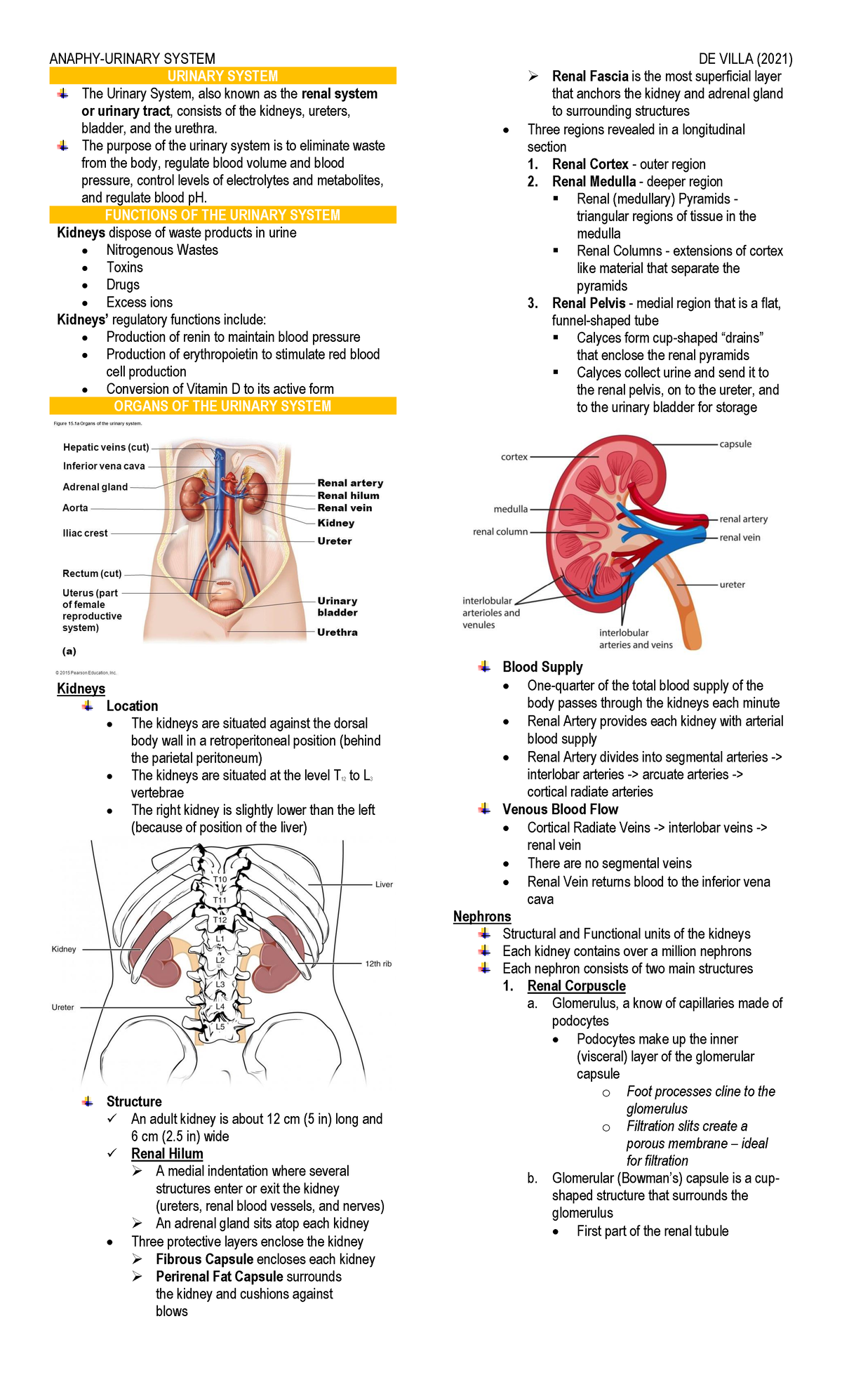 Urinary System - Lecture notes 4 - ANAPHY-URINARY SYSTEM DE VILLA (2021 ...