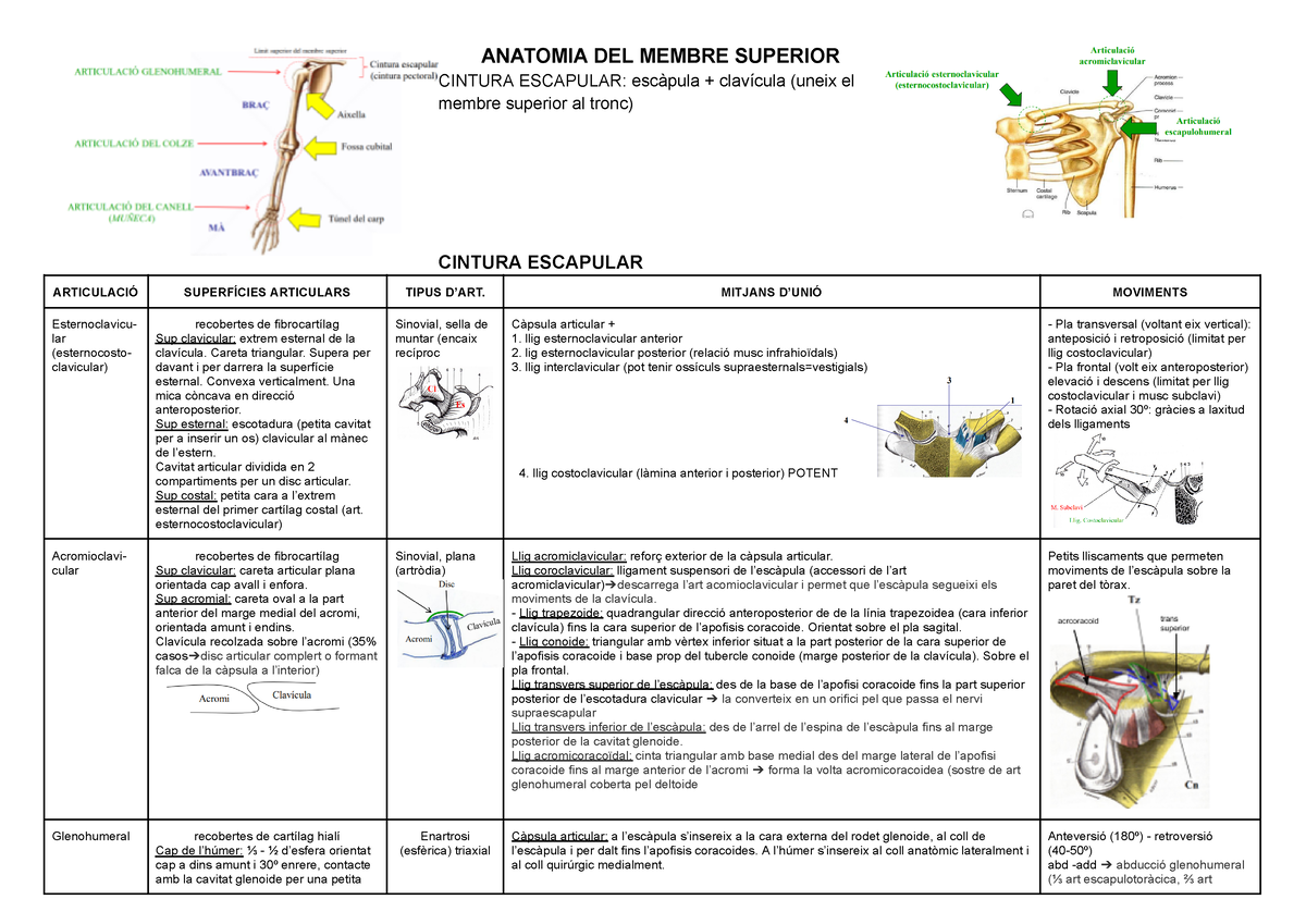 Cintura Escapular - Anatomia I