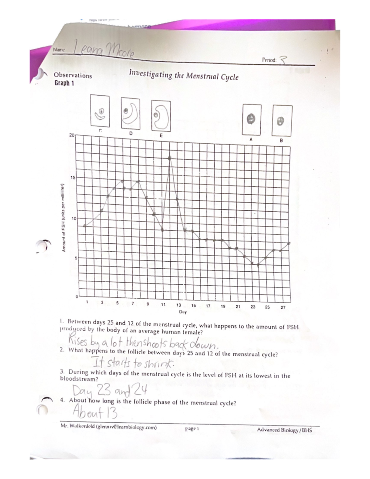 Menstrual Cycle Lab Studocu