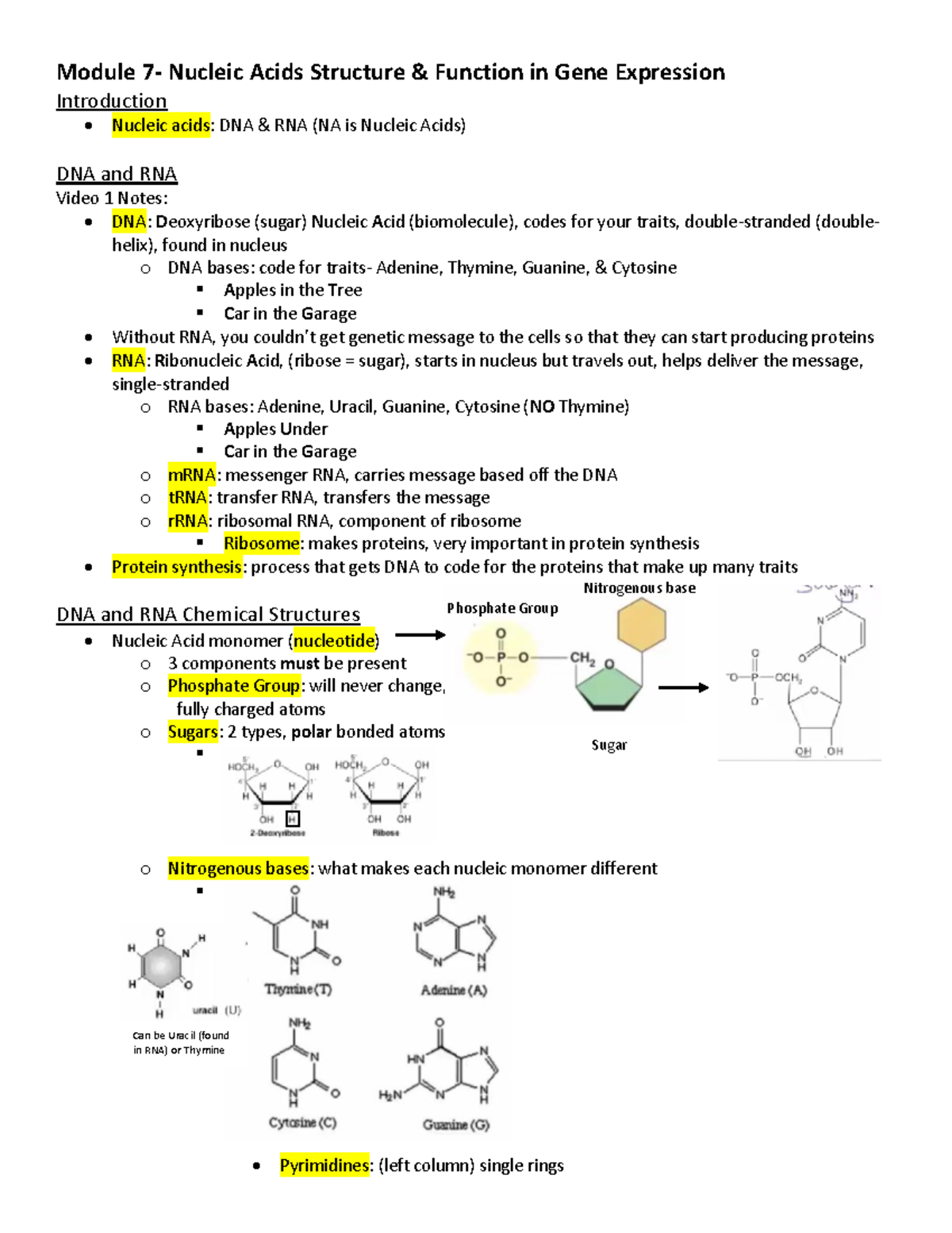 Module 7 Notes Nucleic Acids and Function in Gene Expression Module