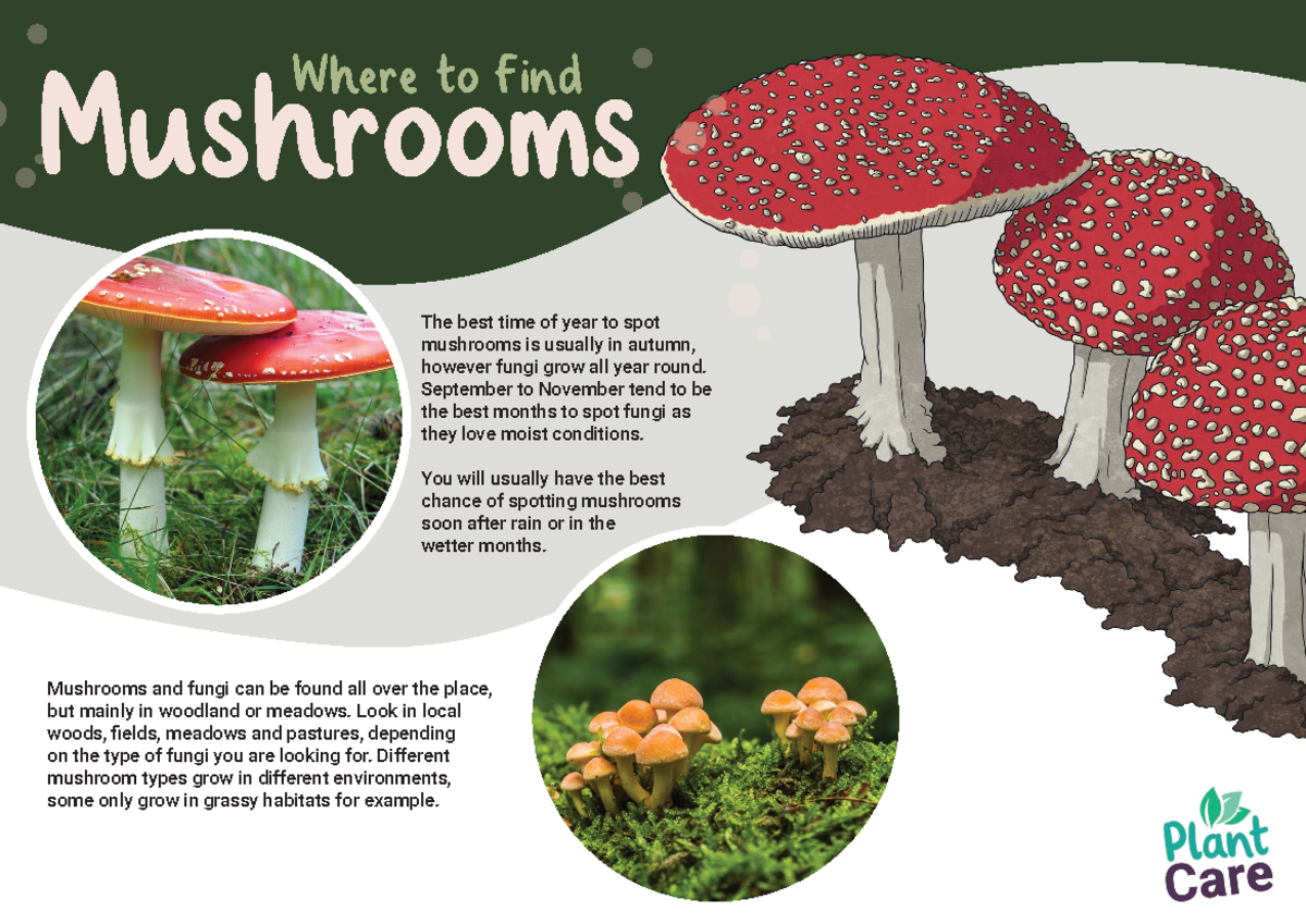 Where to find mushrooms Where to Find Mushrooms The best time of year to spot mushrooms is