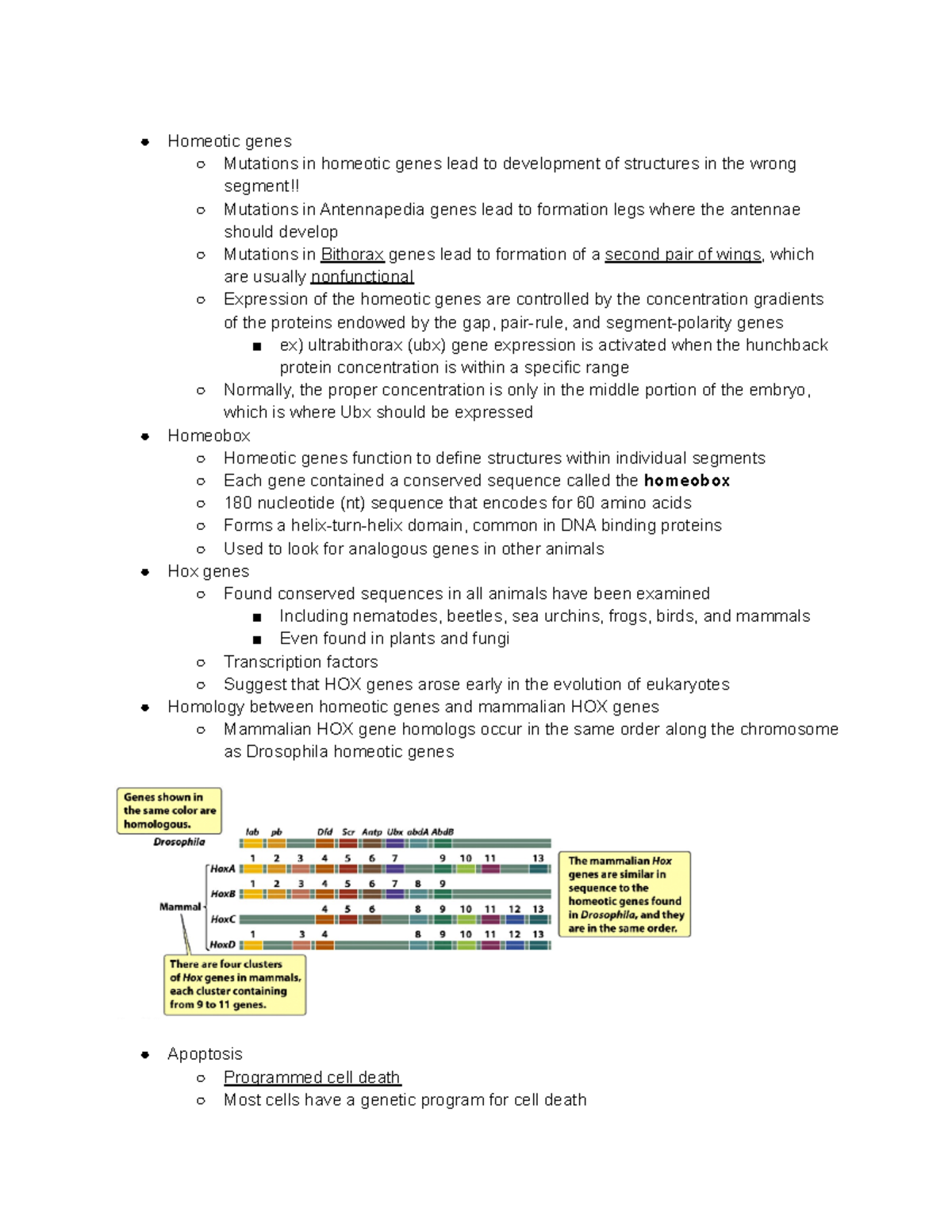 Genetics Chapter 22 Notes Part 5 - Homeotic genes Mutations in homeotic ...