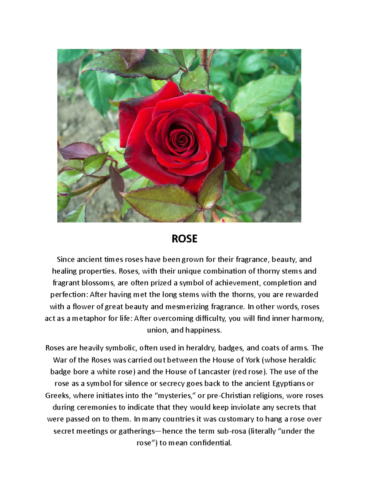 Flowers 2 - 2020 - ROSE Since ancient times roses have been grown for ...