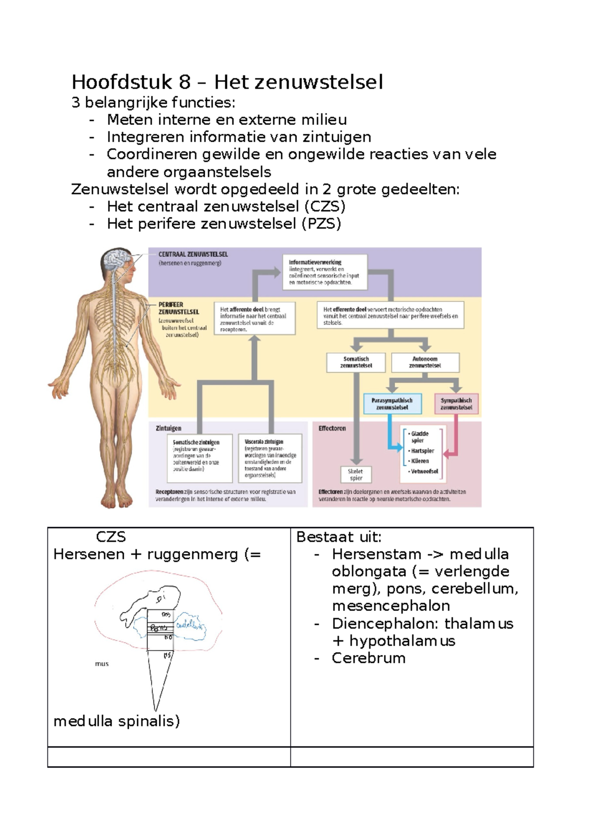 Samenvatting Zenuwstelsel (deel 1) - Hoofdstuk 8 – Het Zenuwstelsel 3 ...