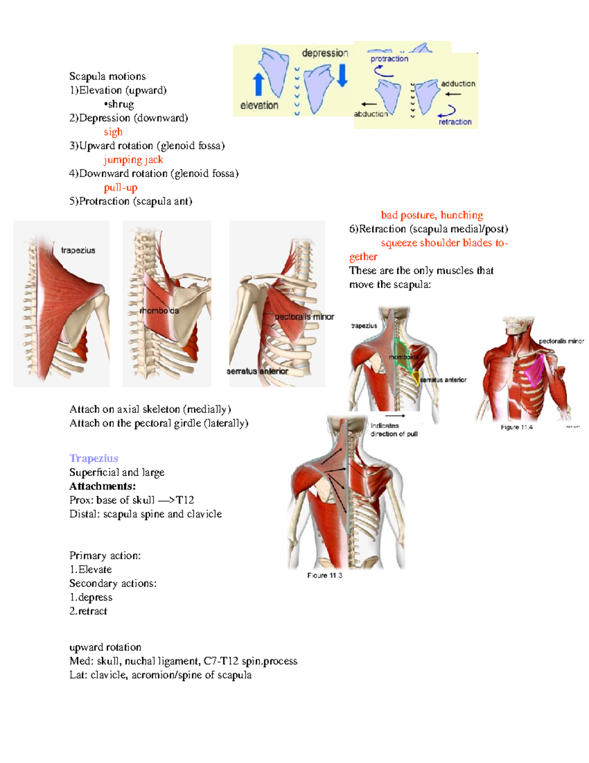 Chapter 11: appendicular muscles - Scapula motions 1)Elevation (upward ...