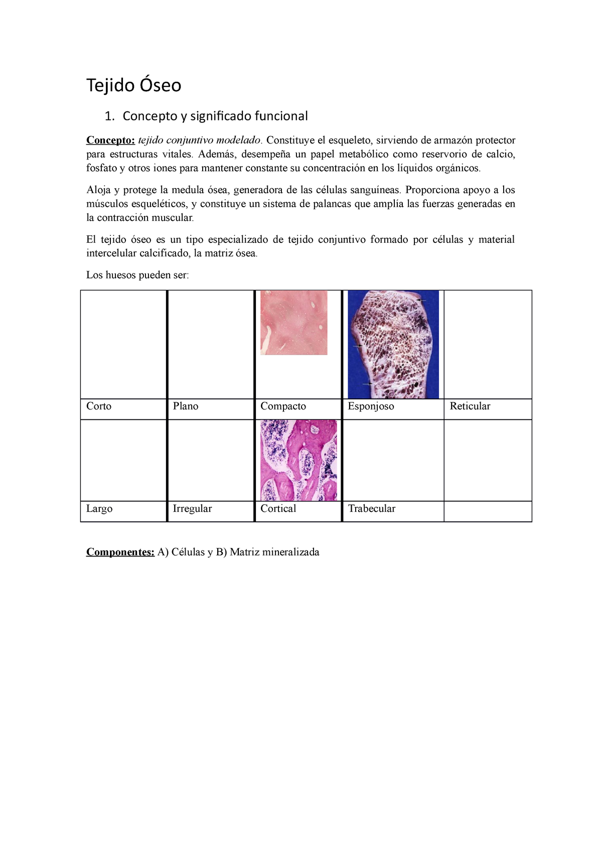 Tejido Óseo Histologia Tejido Óseo 1 Concepto Y Significado Funcional Concepto Tejido 