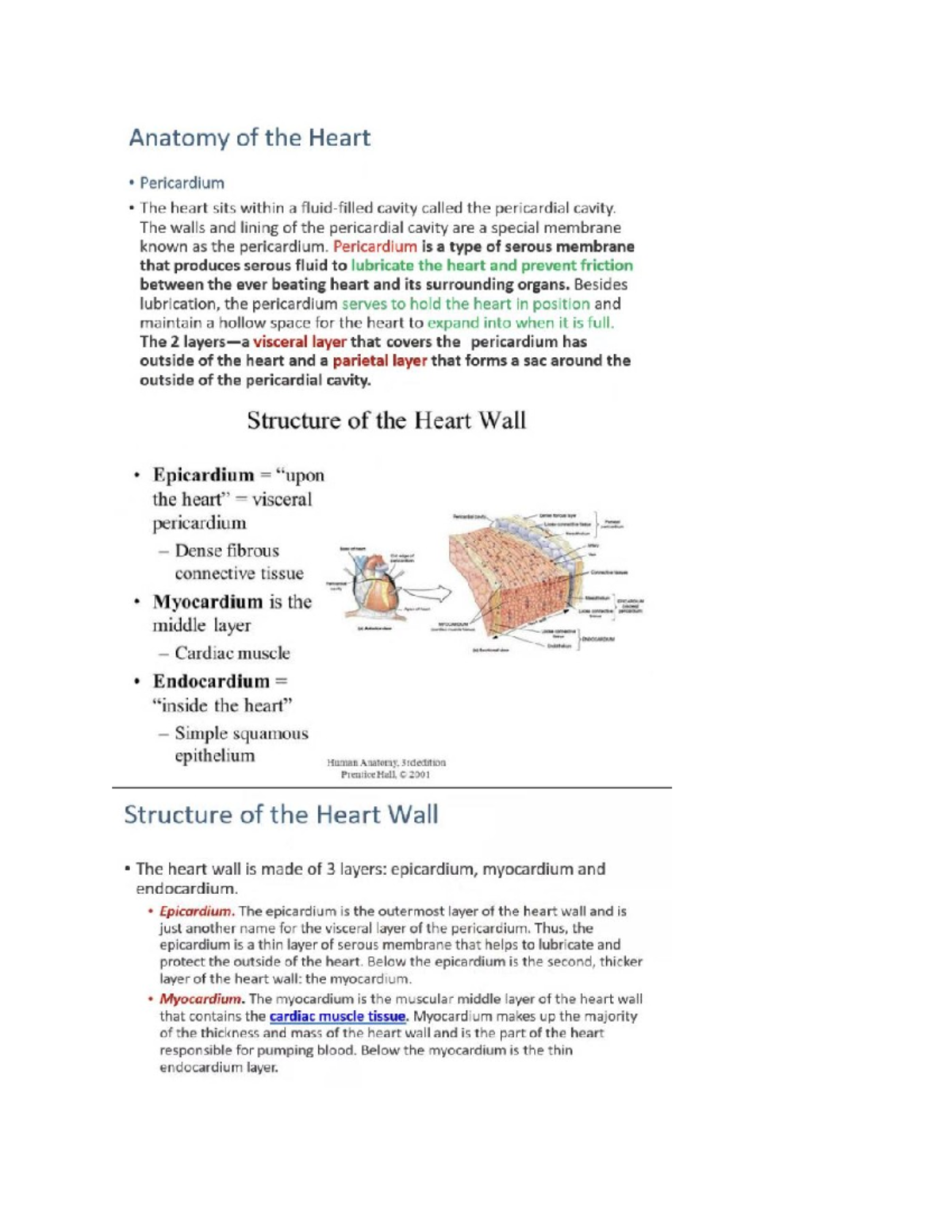 Cardiovascular Anatomy Physiology Studocu Cardiovascular Anatomy Physiology Studocu