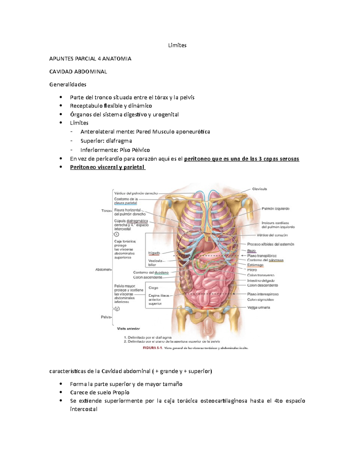 Parcial 4 Anato apuntes - Limites APUNTES PARCIAL 4 ANATOMIA CAVIDAD ...