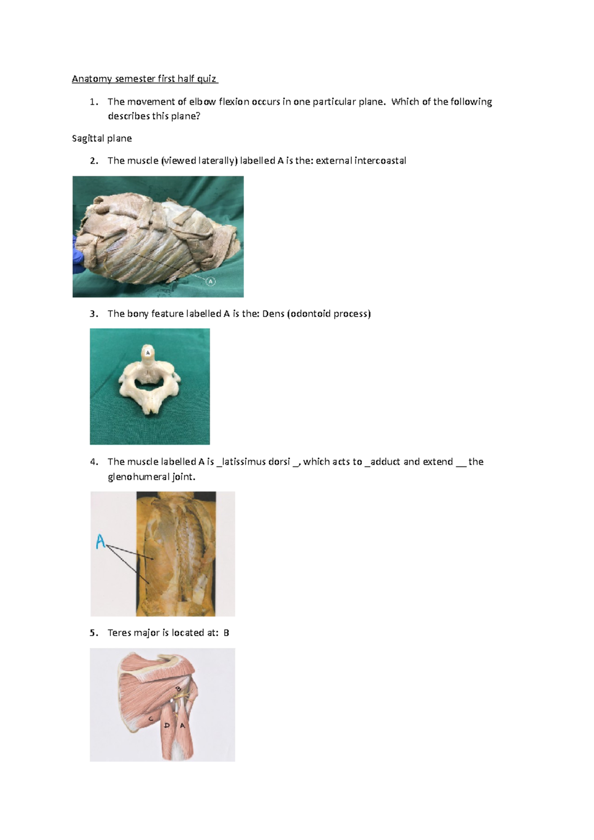 Anatomy semester first half quiz The movement of elbow flexion occurs