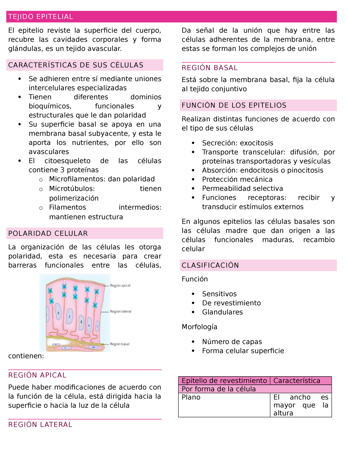 Tejido Epitelial Resumen Histologia Tejido Epitelial El Epitelio