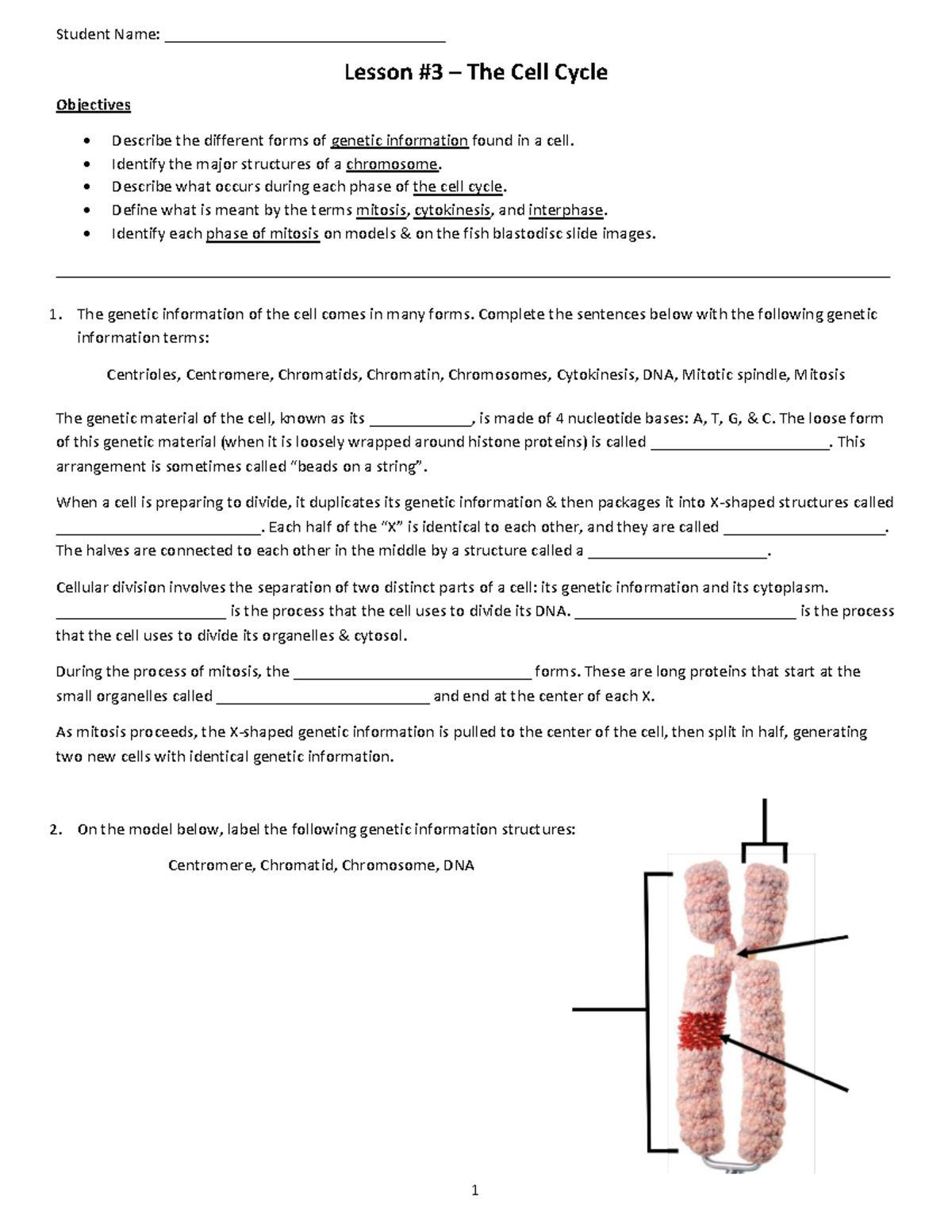 Lesson 3 - The Cell Cycle - Student Name ...