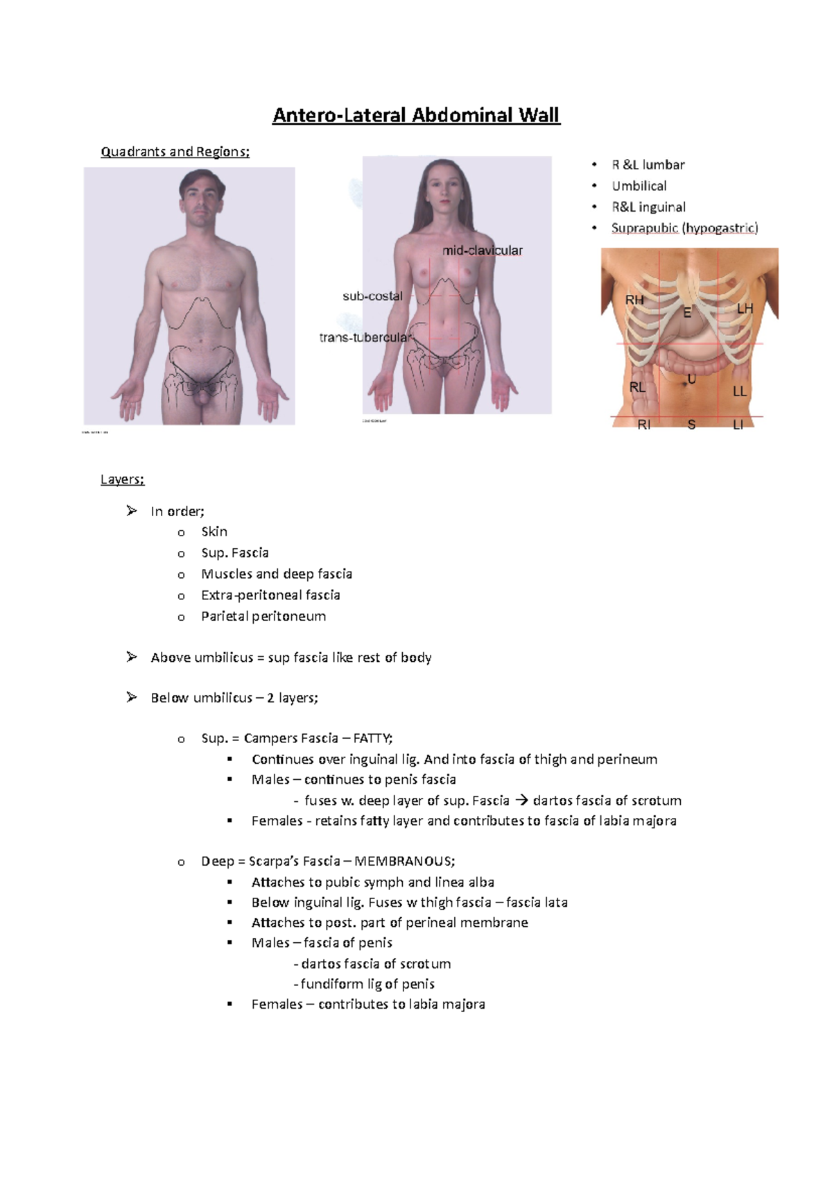 Antero-Lateral Abdominal Wall - Antero-Lateral Abdominal Wall Quadrants ...