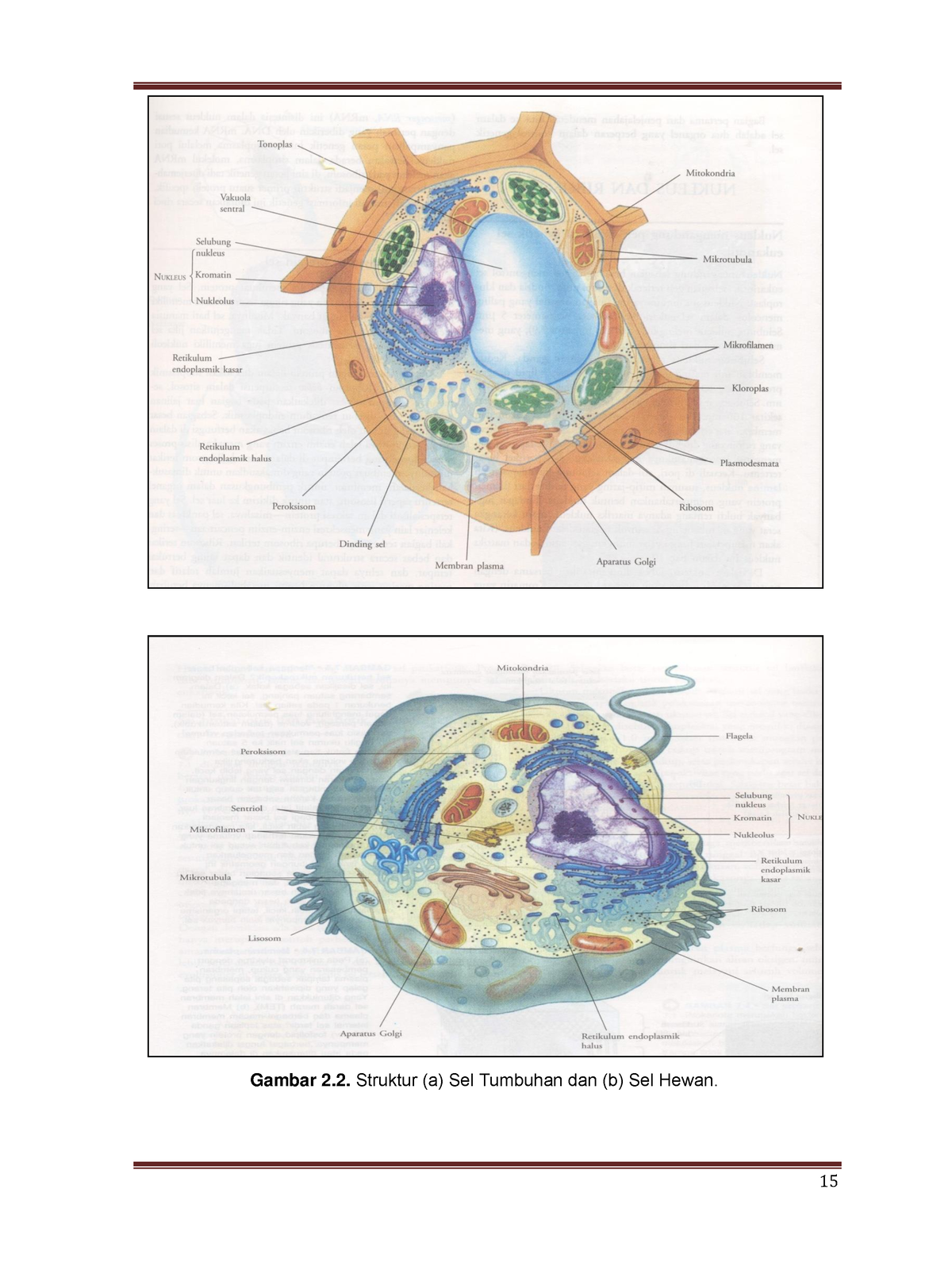 127438218-5 - Struktur Dan Fungsi Sel - Gambar 2. Struktur (a) Sel ...