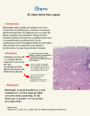 capa funcional de la histología del útero