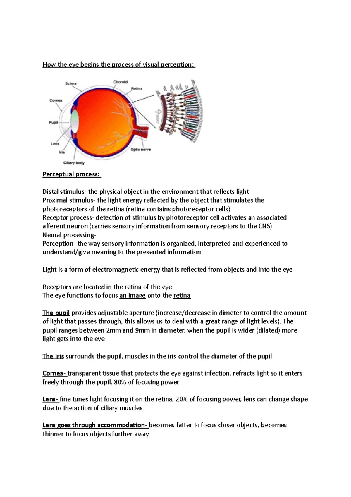 2 - notes - How the eye begins the process of visual perception ...