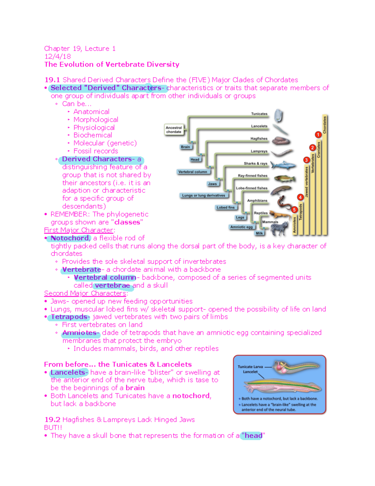 Chapter 19 - Chapter 19, Lecture 1 12/4/ The Evolution of Vertebrate ...
