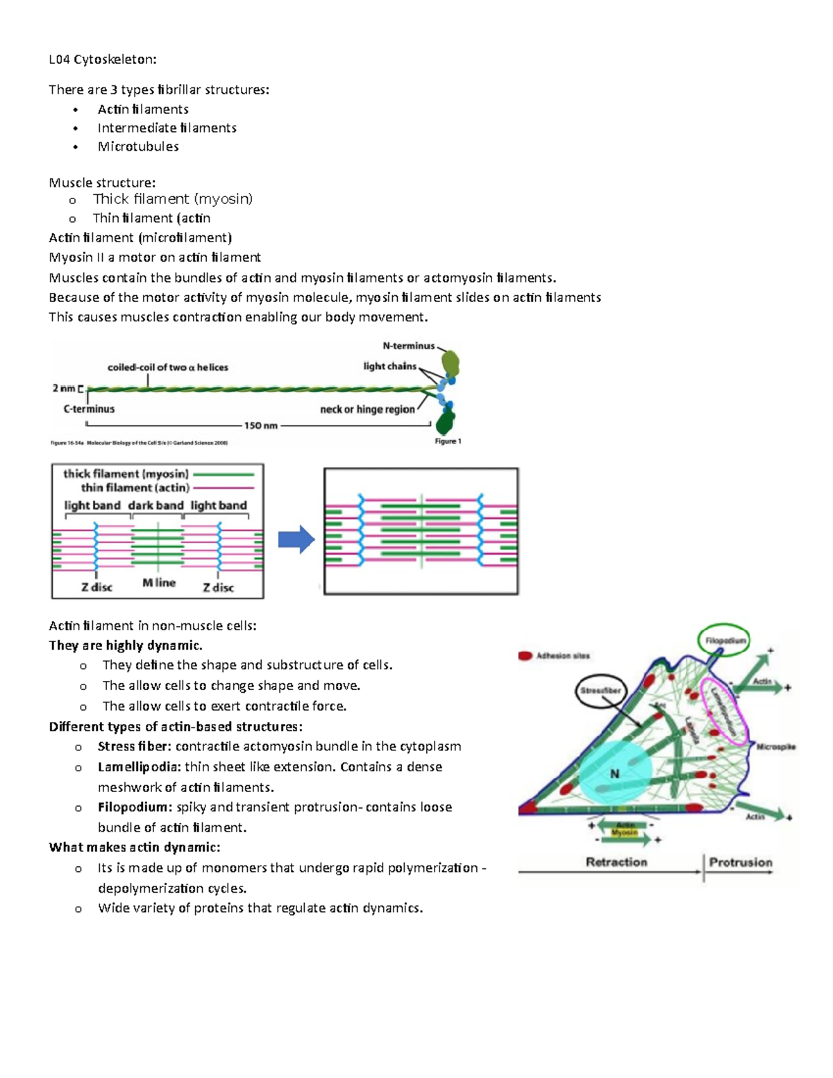 L04 Cytoskeleton - Revision notes: - L04 Cytoskeleton: There are 3 ...