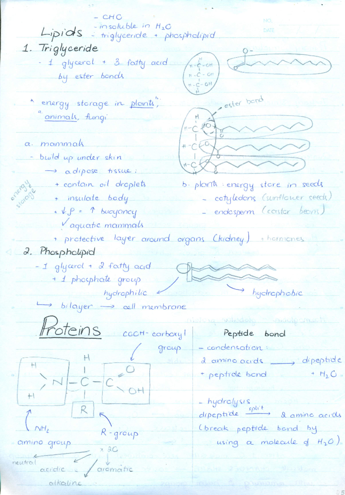 AS Biology All in one Handwritten Notes-5-6 - BIOL 1500 - Studocu