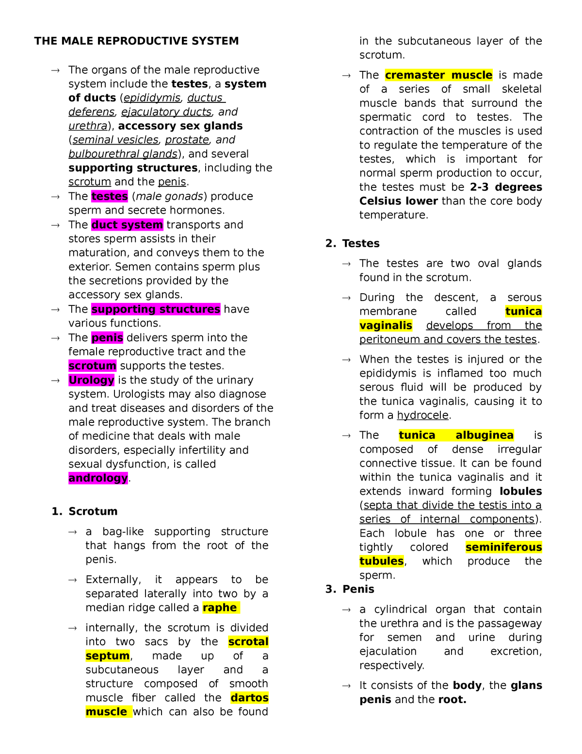 The Male Reproductive System - The Male Reproductive System The Organs 