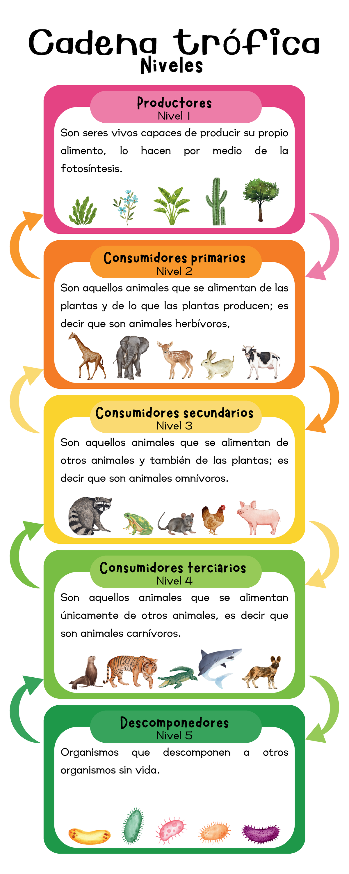 infograf-a-de-cadena-tr-fica-colorido-y-sencillos-cadena-tr-fica