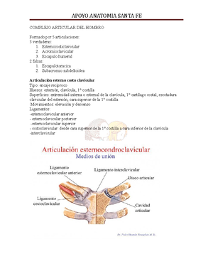 Aparato Respiratorio - APARATO RESPIRATORIO ANATOMÍA FUNCIONAL DEL ...