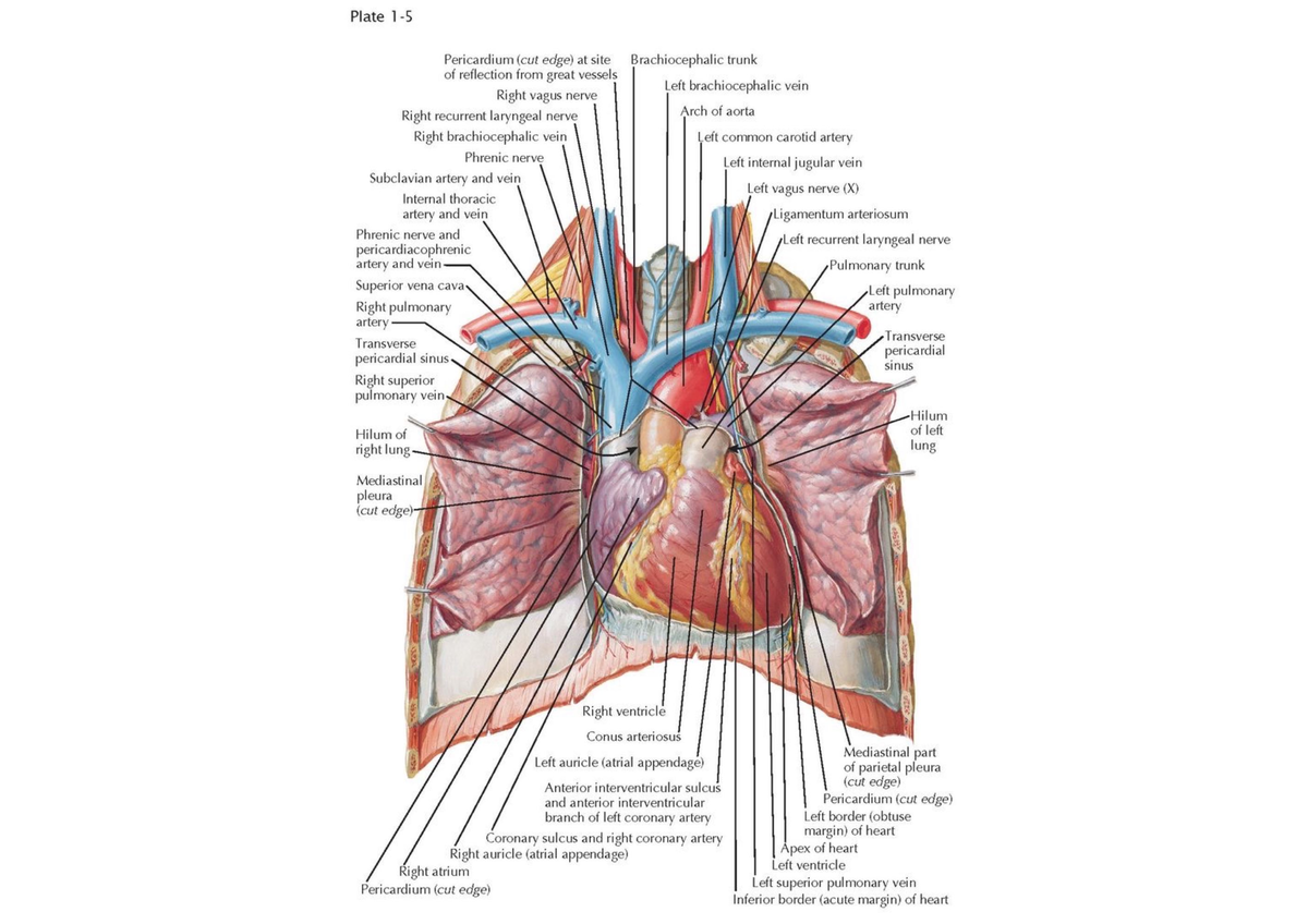 Learning with anatomy - BSC 216 - Studocu