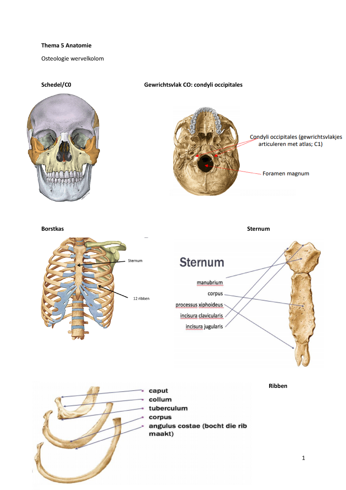 Thema 5 Anatomie - Thema 5 Anatomie Osteologie wervelkolom Gewrichtsvlak CO: StudeerSnel